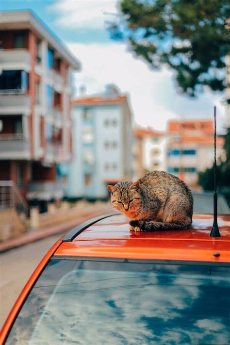 do cats like car rides.